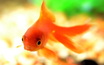 Mascotas ideales para personas mayores: compañeros que mejoran la calidad de vida