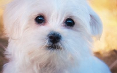 Razas de perros para personas mayores: las mejores opciones para compañeros fieles y cuidadosos