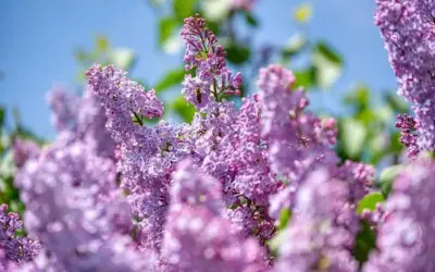 Cómo adaptar el jardín para personas mayores de forma segura y accesible