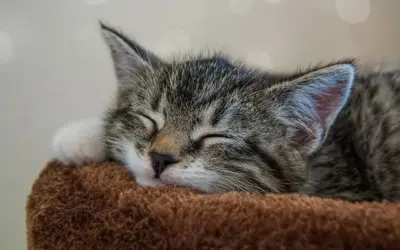 5 consejos para adoptar del refugio de animales: guía para encontrar a tu compañero ideal