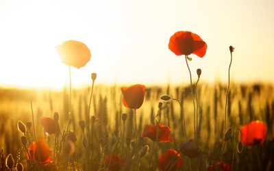 Trivia de plantas: ¿cuánto sabes sobre flora y ecosistemas verdes?