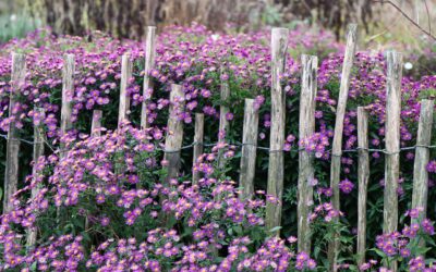 Jardines terapéuticos: ¿cuánto sabes sobre plantas que curan?